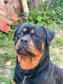 Rottweiler per monta
