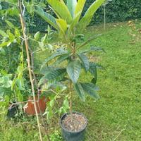 Pianta di nespolo giapponese