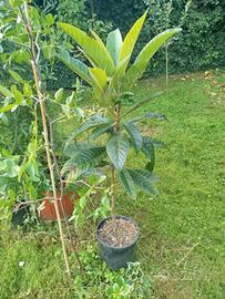 Pianta di nespolo giapponese