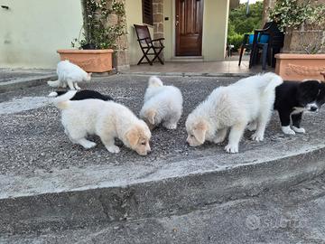 Cuccioli akita inu