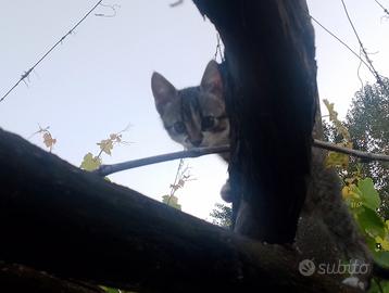 Gattini