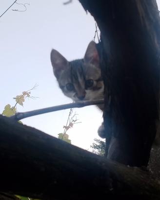 Gattini