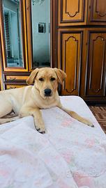 Labrador White colore