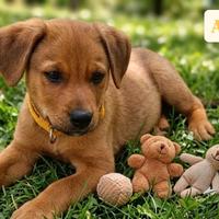 Cuccioli/e disponibili