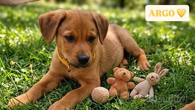 Cuccioli/e disponibili