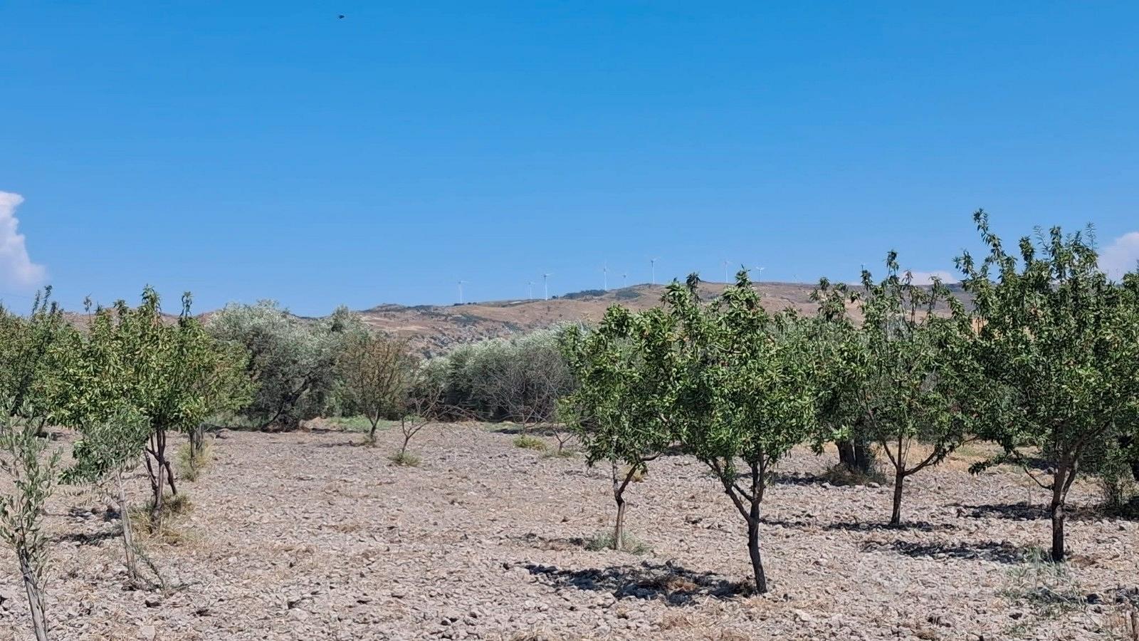 Terreno con ulivi e mandorli contrada Burraitotto - Vista 2