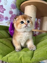 Scottish fold