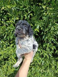 Lagotto Breton cuccioli