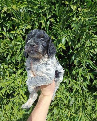 Lagotto Breton cuccioli