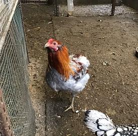 Gallo Araucana