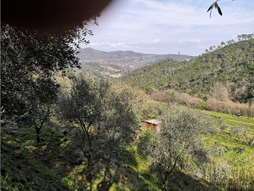 Terreno agricolo con uliveto