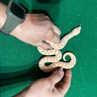 Nasicus femmina
