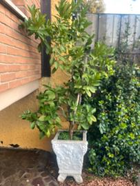 Pianta di limone