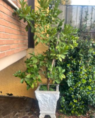 Pianta di limone
