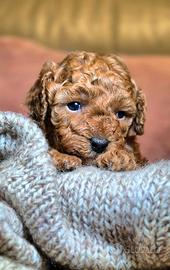 Cuccioli barboncino red enci