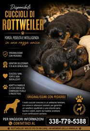 Cuccioli rottweiler