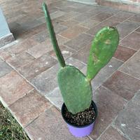 Piante in vaso Opuntia Calancola Aloe