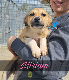 Cuccioli da adottare