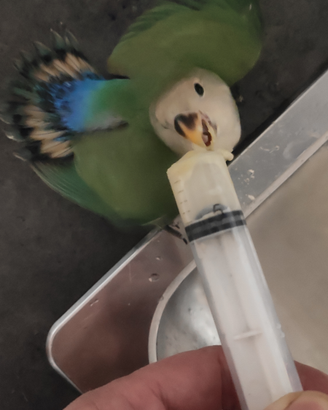 Pappagallo