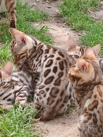 Cuccioli Bengal