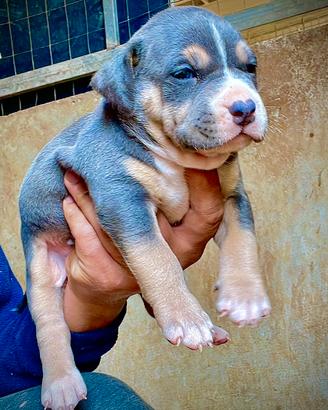 American pitbull terrier