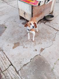 Cane da caccia Beagle x segugio
