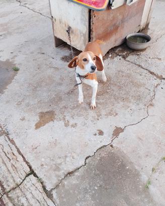 Cane da caccia Beagle x segugio