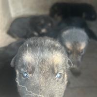 Cucciolo pastore tedesco