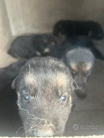 Cucciolo pastore tedesco