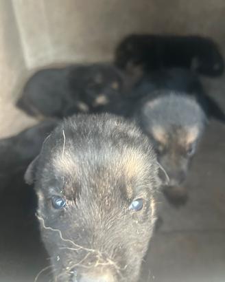 Cucciolo pastore tedesco