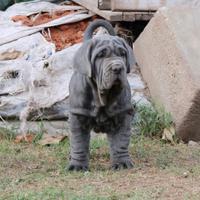 Disponibile mastino napoletano alta genealogia