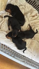 Cuccioli di pincher nero focato disponibili