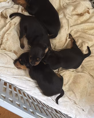 Cuccioli di pincher nero focato disponibili