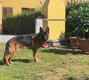 Cucciolone di pastore tedesco