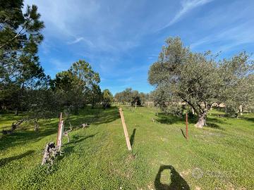 Terreno piantumato con fabbricato di sgombero