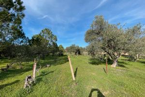 Terreno piantumato con fabbricato di sgombero