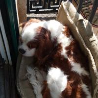 Cavalier King Charles per monta