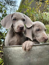 Cucciole pure Weimaraner