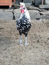 Animali