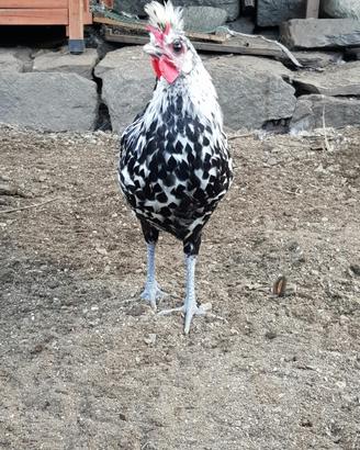 Animali