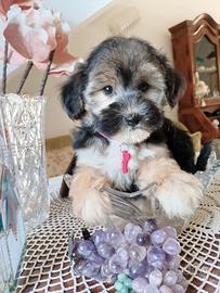 Cuccioli morkie taglia piccola morbidissimi