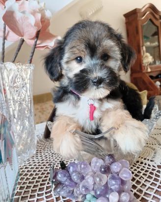 Cuccioli morkie taglia piccola morbidissimi