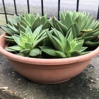 Echeveria Agavoides Pianta grassa