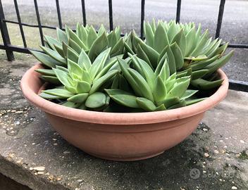 Echeveria Agavoides Pianta grassa