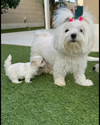 Maltese coreano Toy maschietto nato 24.01