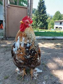 Gallo cocincina