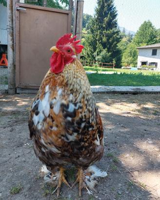 Gallo cocincina