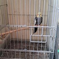 Calopsite e Inseparabili