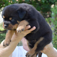 Cuccioli di Rottweiler alta genealogia