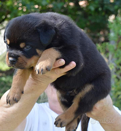 Cuccioli di Rottweiler alta genealogia